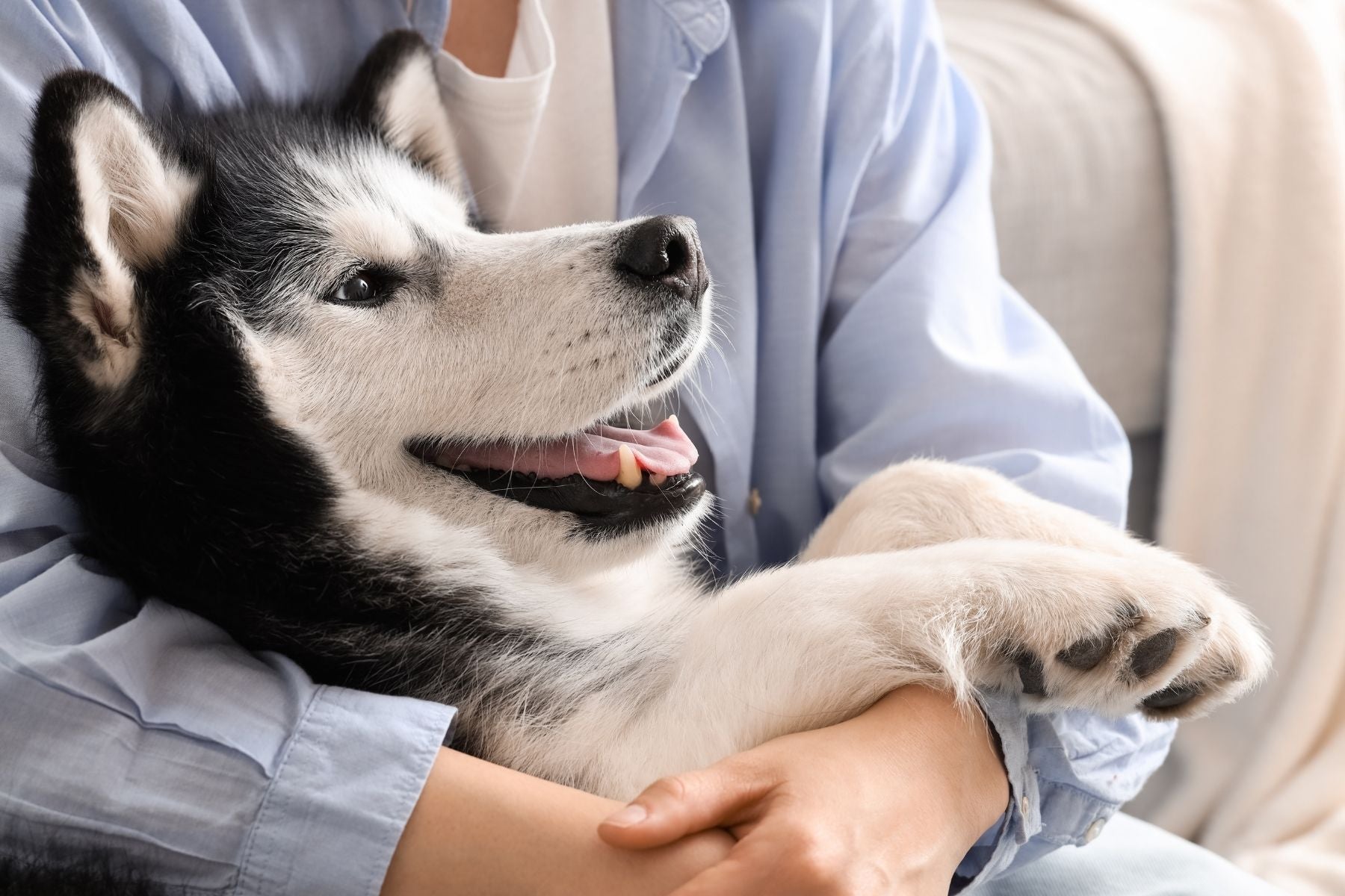 How to Reduce Pet Odors at Home Without Harsh Chemicals